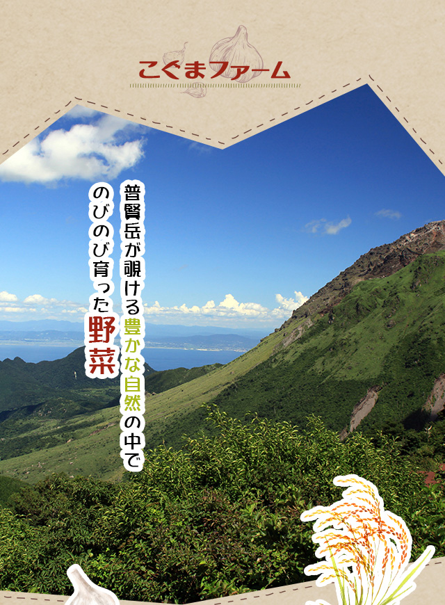 長崎県南島原市の国産ニンニク|加工品|野菜の注文・ネット販売はこぐま